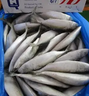 YESRAJ AGRO EXPORTS PVT. LTD