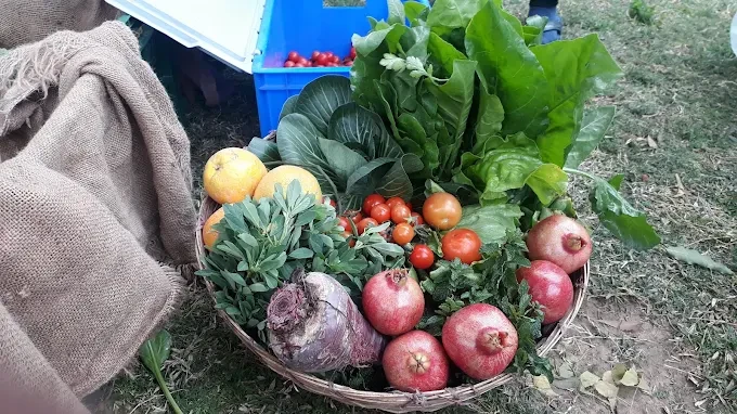 Jaivik Tokri - Authentic Organic Grocery & Veggies | Certified Food Products in Jaipur